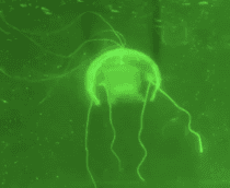 China cria robô água-viva realista para vigilância silenciosa no mar