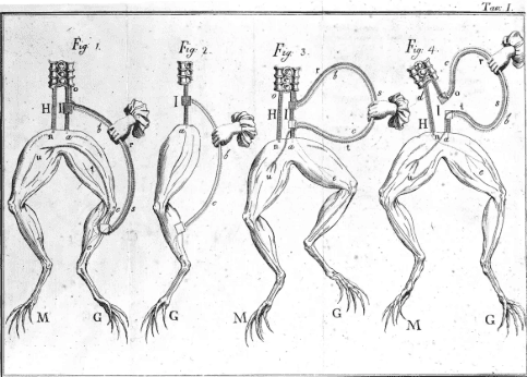 Uma ilustração de como as rãs foram preparadas para os experimentos de Galvani.