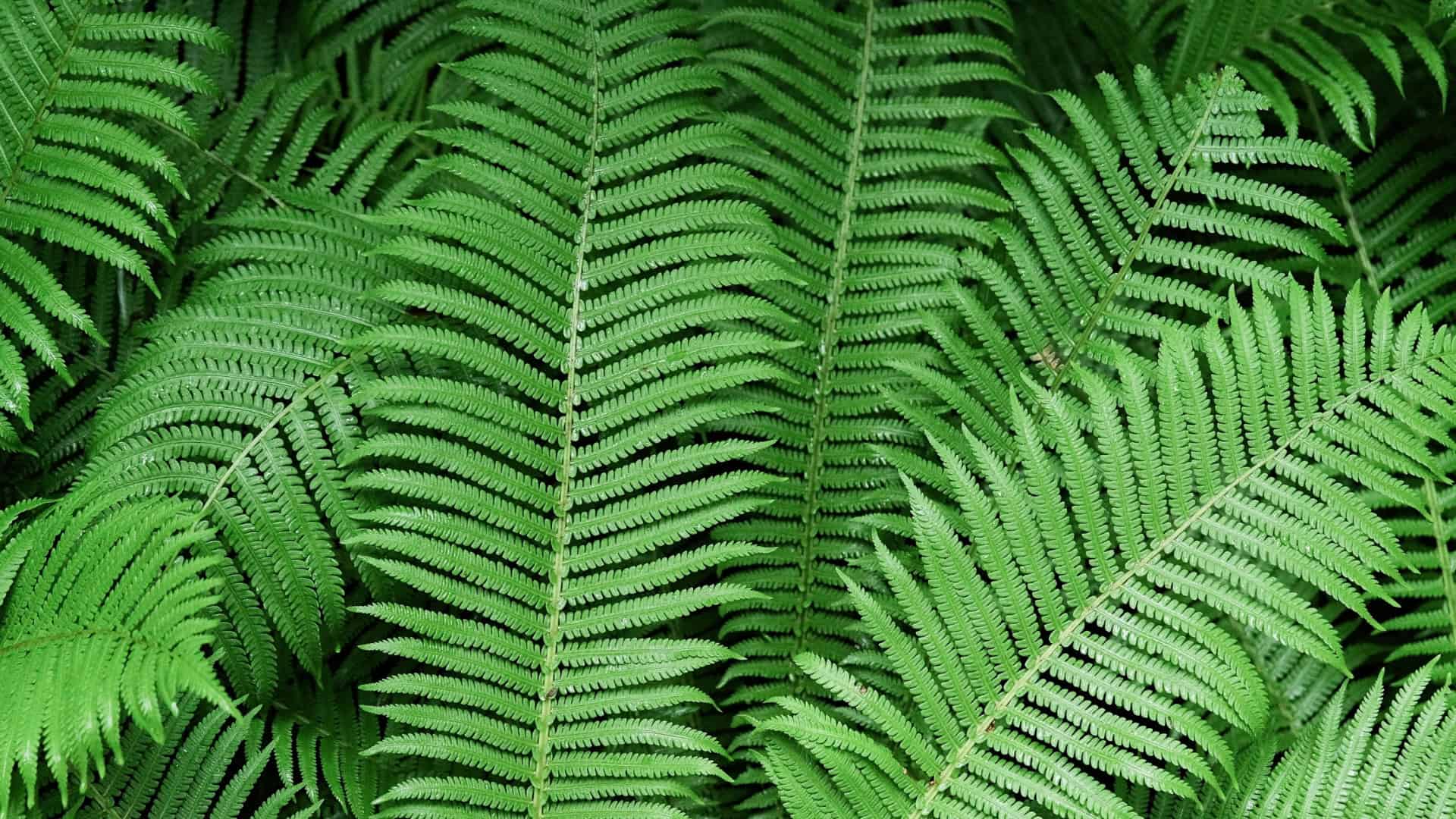 Pesquisadores chineses descobrem terras raras cristalizadas em tipo de samambaia