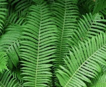 Pesquisadores chineses descobrem terras raras cristalizadas em tipo de samambaia