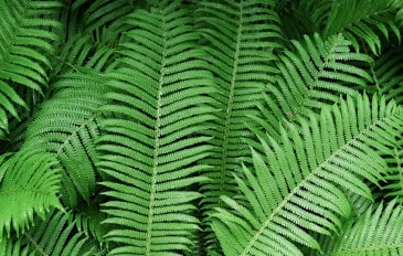 Pesquisadores chineses descobrem terras raras cristalizadas em tipo de samambaia