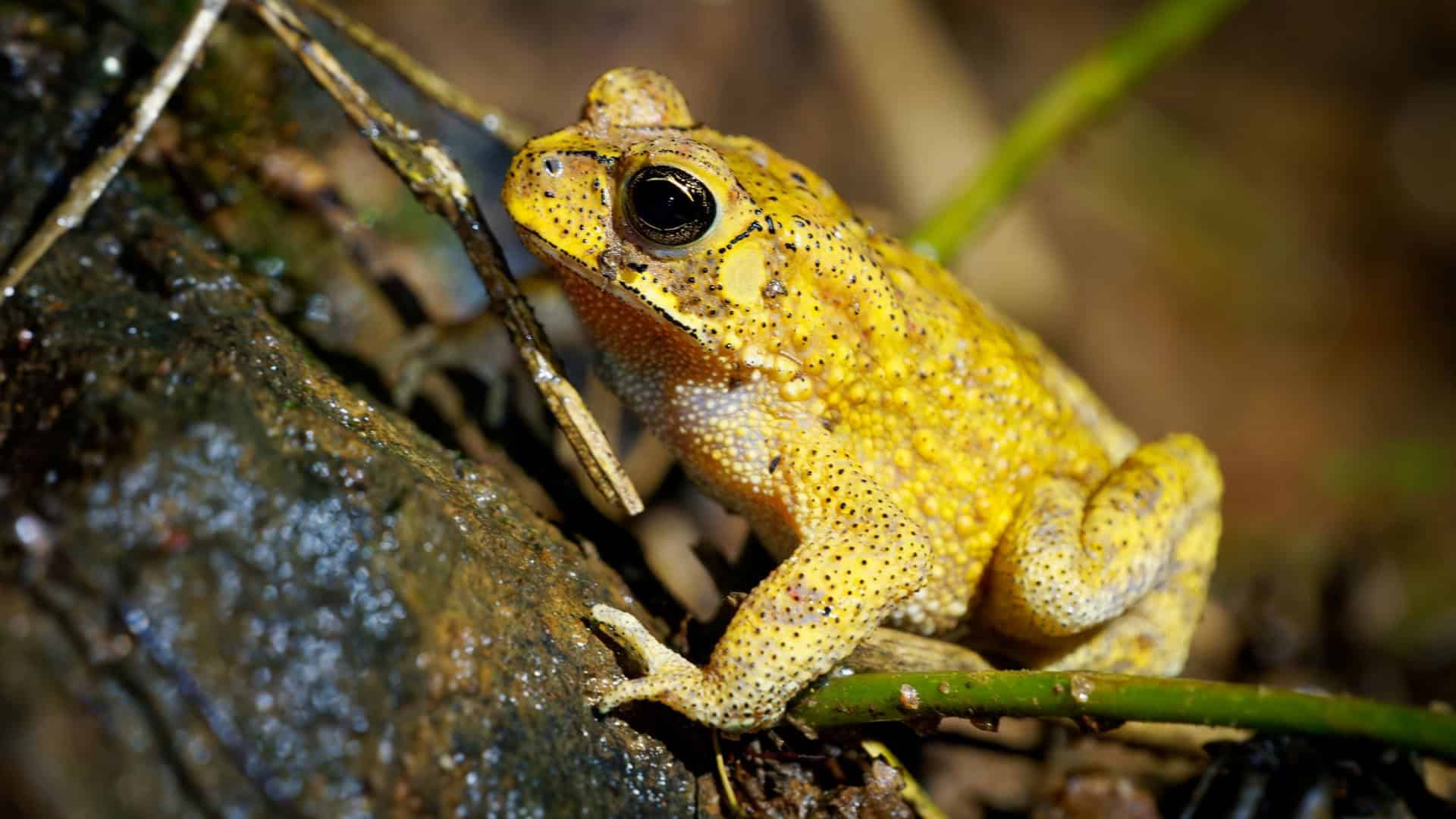 sapo-comum-asitico-amarelo_2507490865-1920x1080