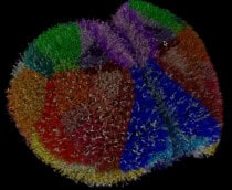 simulacao-cerebral-rato-210x172