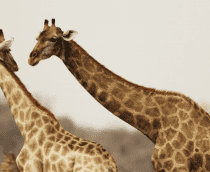 foto com duas girafas lado a lado