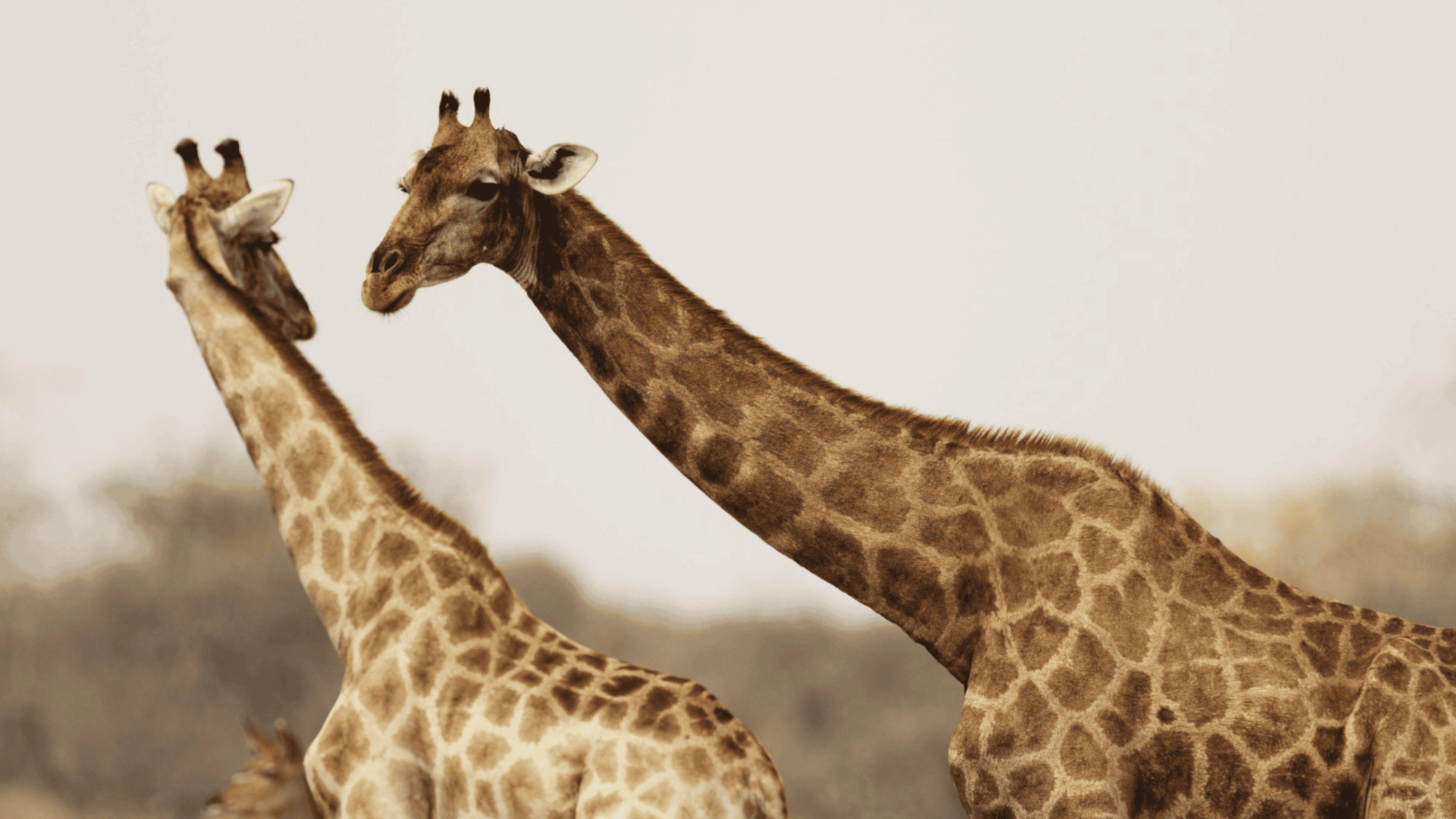 É verdade que a maioria das girafas machos tem comportamento homossexual? Entenda
