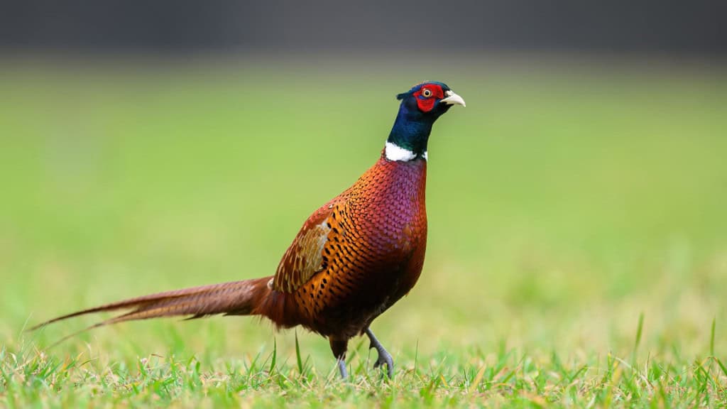 Um faisão macho está em pé sobre a grama, com penas vibrantes em tons de verde, vermelho, branco e dourado. Seu corpo é elegante e sua longa cauda marrom se estende com marcas escuras, destacando-se contra o fundo esverdeado desfocado.