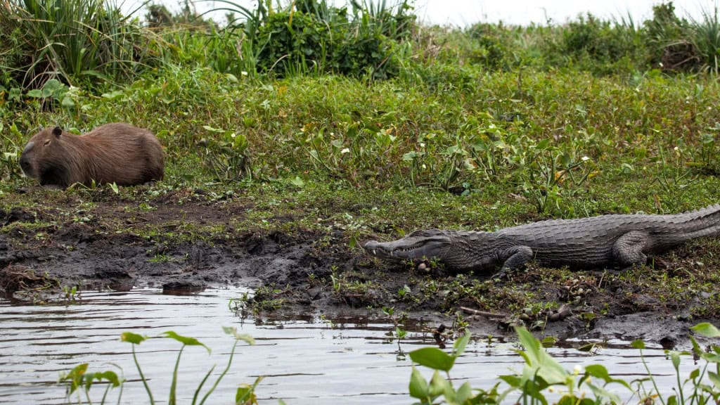 Jacaré escuro e capivara se aquecendo no sol da manhã.