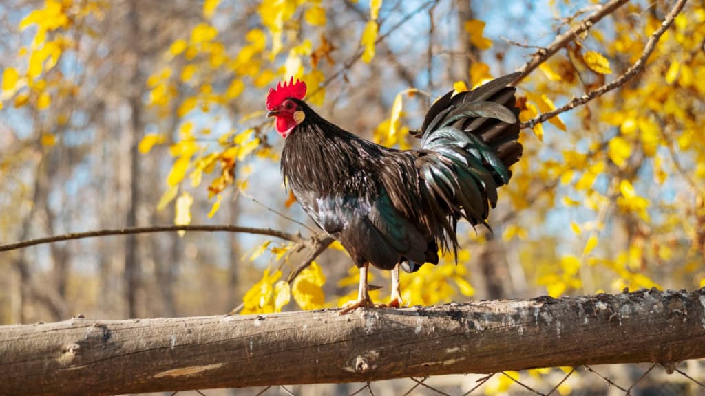 Galo em cima de tronco com árvore florida atrás em foto bem iluminada peloa luz solar