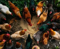 Visão fotográfica de cena de várias galinhas comendo em terreiro