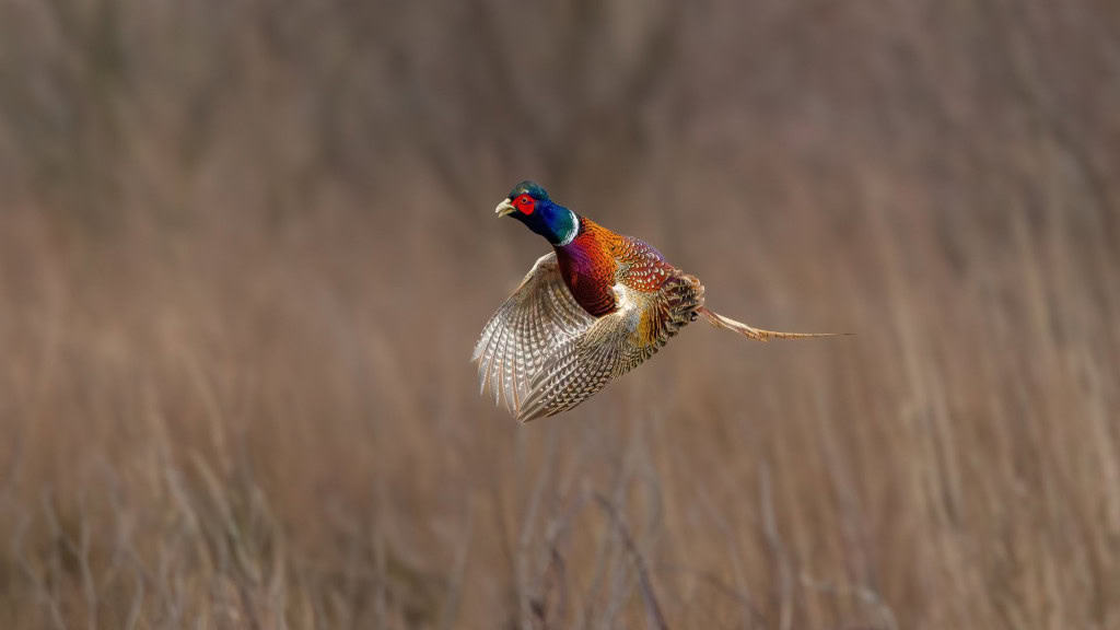 Close-up de colorido voando acima Galo de Faisão, Phasianus colchicus, com asas espalhadas e cauda longa e anel de pescoço branco contra fundo turvo de invernos redplant marrom
