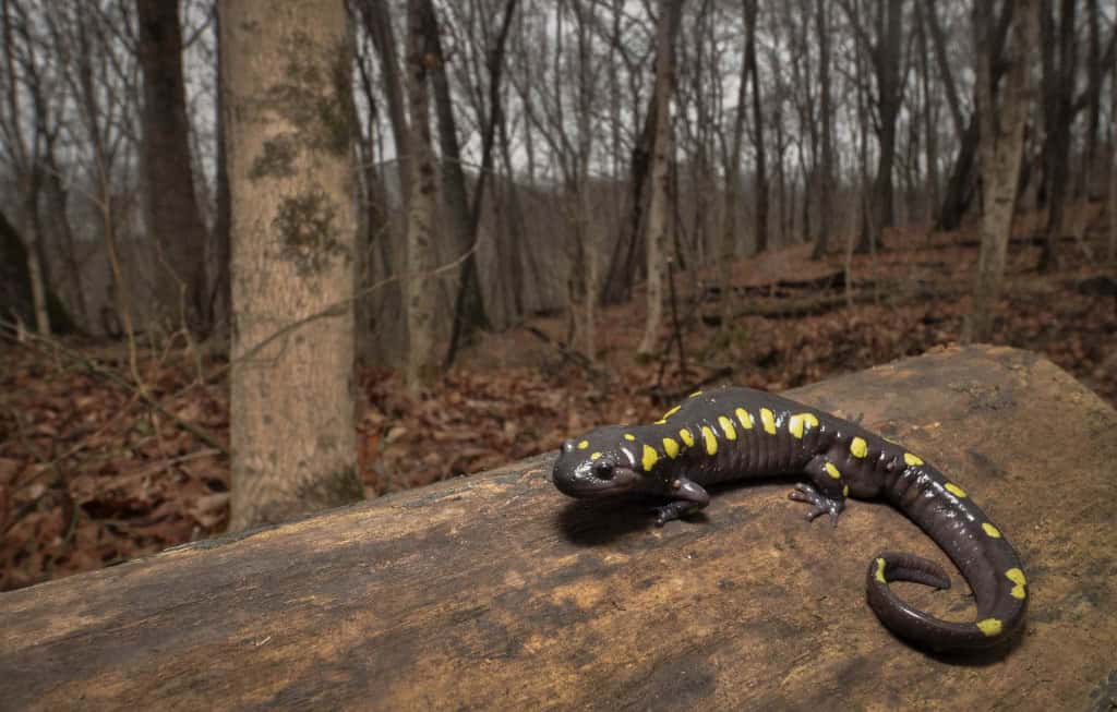 salamandra-pintada, de nome científico Ambystoma maculatum