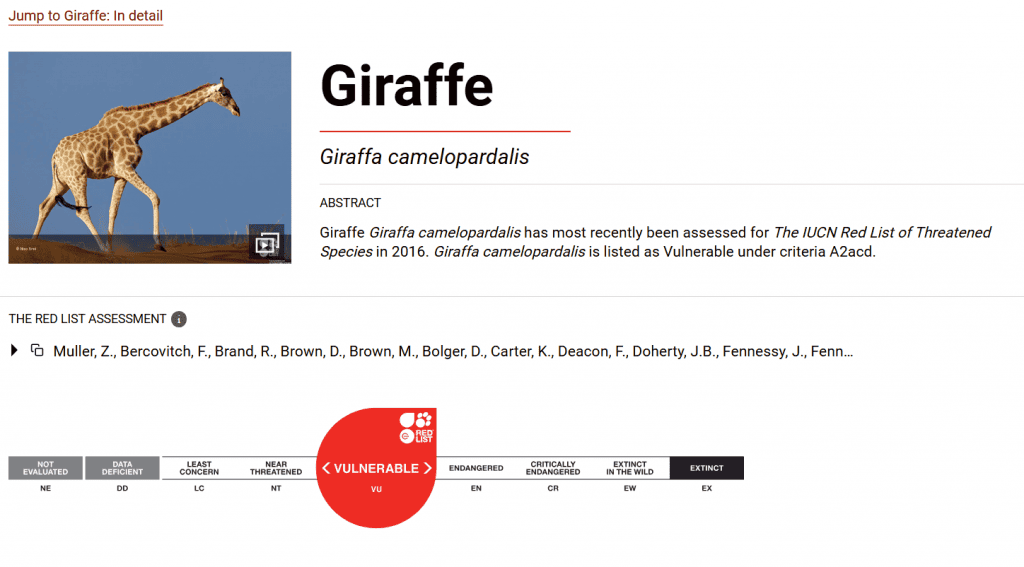 Reprodução de tela IUCN - Girafa considerada vulnerável