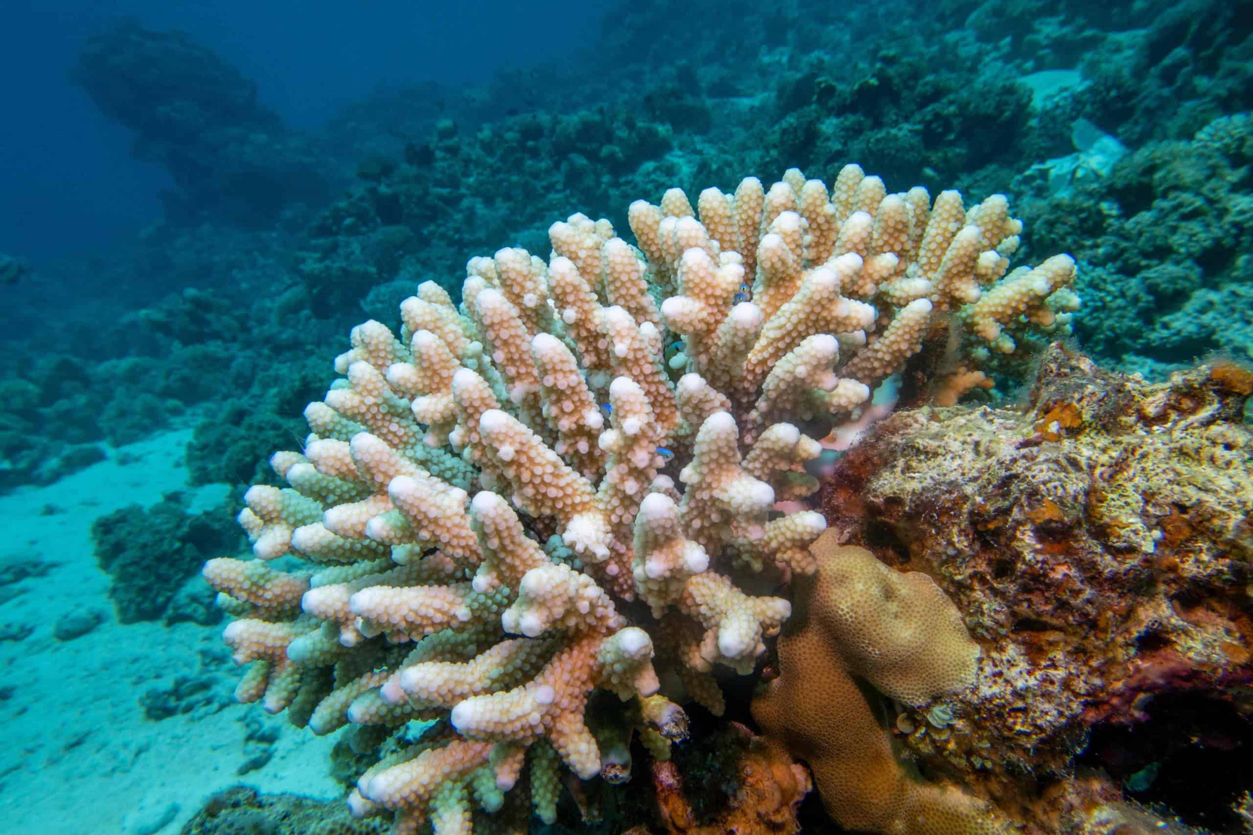 Recife de coral com um grande coral Acropora (Scleractinia) no fundo do mar tropical, paisagem subaquática 