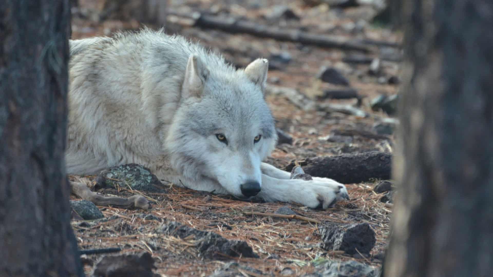 lobo branco deitado no chão de uma floresta