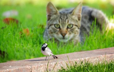 Pássaro pequeno wagtail empoleirado na frente do gato no gramado verde. O gato caça um pássaro.