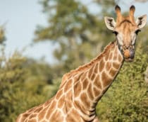 Girafa fotografada em meio ao seu habitat natural