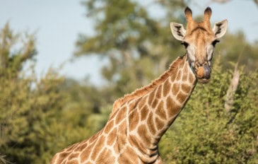 Girafa fotografada em meio ao seu habitat natural