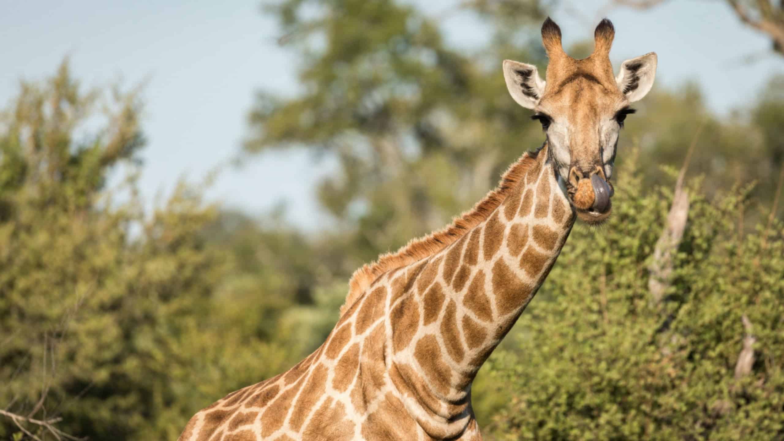 Por que não domesticamos as girafas?