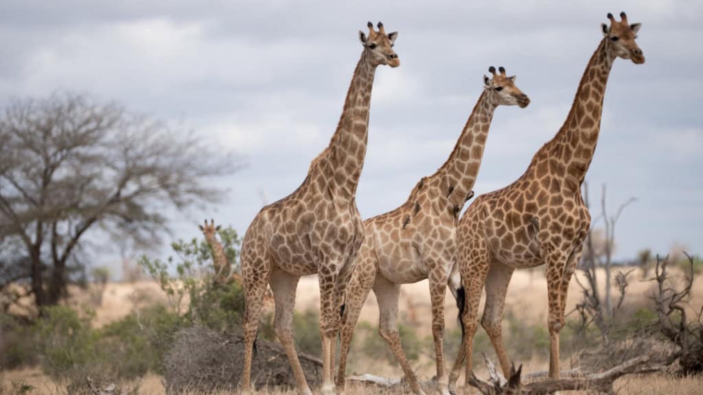 Girafas caminhando em um campo de arbustos