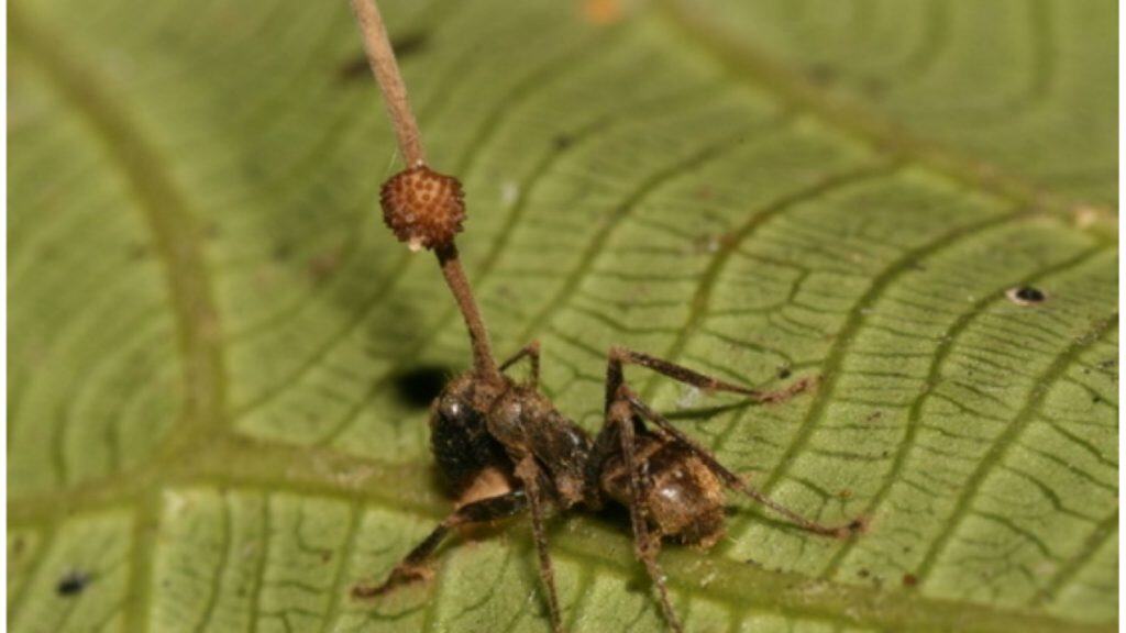 Ophiocordyceps-unilateralis-1024x576.jpg