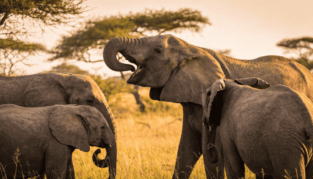 A descoberta revolucionária de que os elefantes usam nomes para chamar uns aos outros
