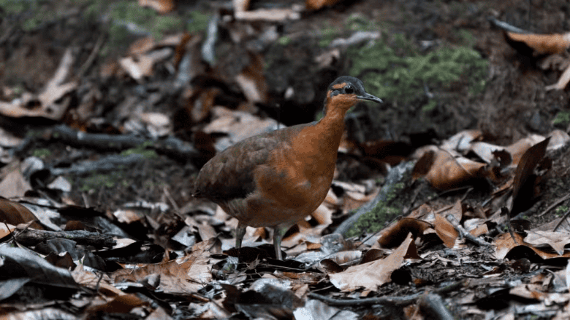 Nova ave brasileira pode seguir destino do dodô devido a comportamento dócil e habitat restrito