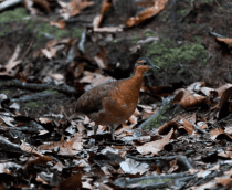 Nova ave brasileira pode seguir destino do dodô devido a comportamento dócil e habitat restrito