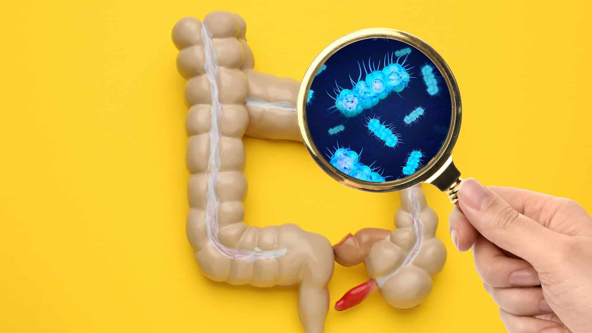 Pesquisadores mapeiam por que algumas bactérias intestinais são mais favoráveis à saúde