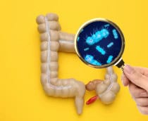 Pesquisadores mapeiam por que algumas bactérias intestinais são mais favoráveis à saúde