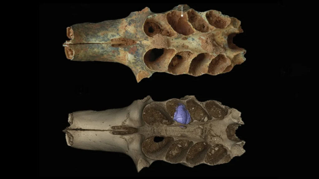 Fósseis de 20 mil anos revelam que abelhas podem ter usado dentes como abrigo para ovos, mostrando um comportamento surpreendente.