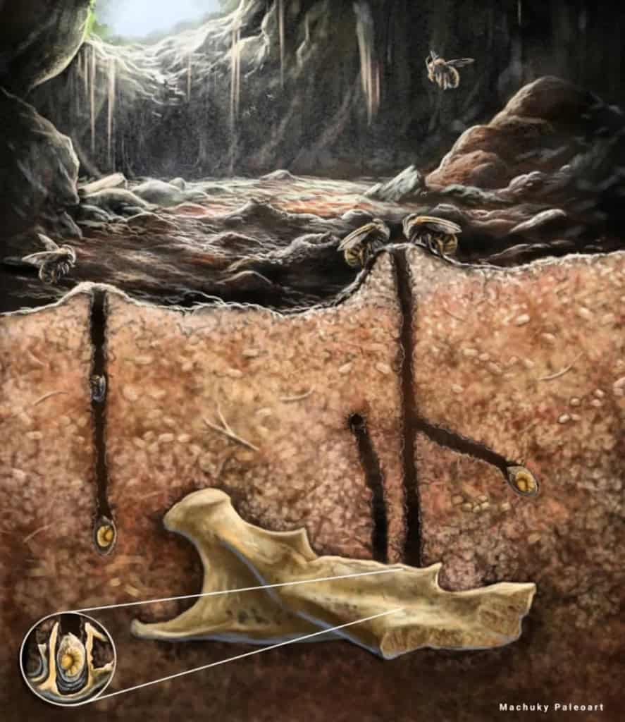 Estruturas encontradas em fósseis de mandíbulas lembram ninhos de abelhas atuais, mostrando comportamento surpreendente.