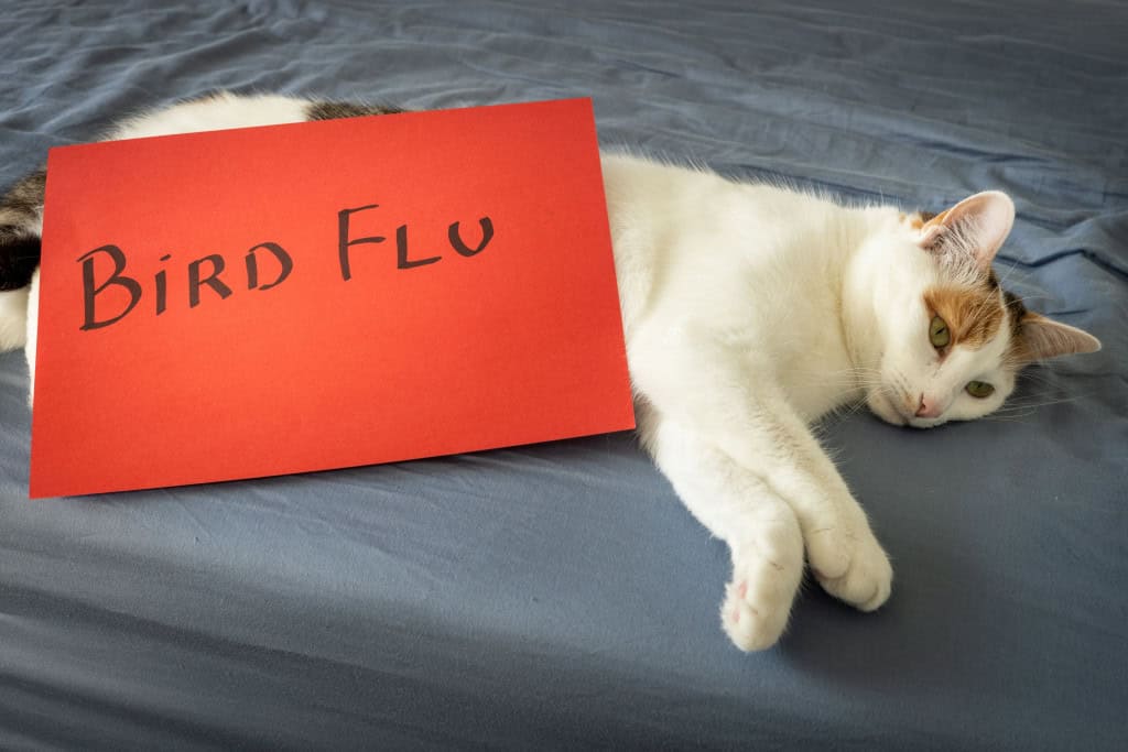 Imagem mostra gripe aviária em gatos, Cartão vermelho alarmante com os dizeres