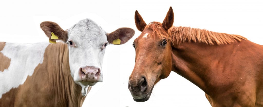 Imagem de cavalo e vaca em fundo branco para explicar porque o ser humano escolheu montar em cavalo e não em boi