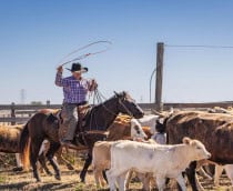 Imagem mostra cowboy laçando bois e bezerros durante a primavera em uma fazenda no Texas