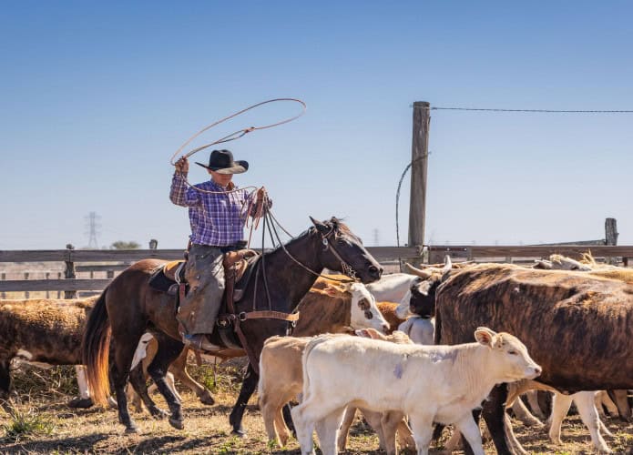 Imagem mostra cowboy laçando bois e bezerros durante a primavera em uma fazenda no Texas