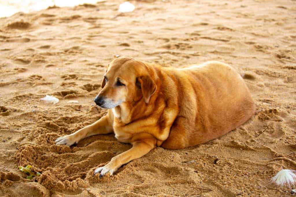 A obesidade afeta cerca de 60% dos cães e gatos nos Estados Unidos, aumentando o risco de diabetes e reduzindo a expectativa de vida