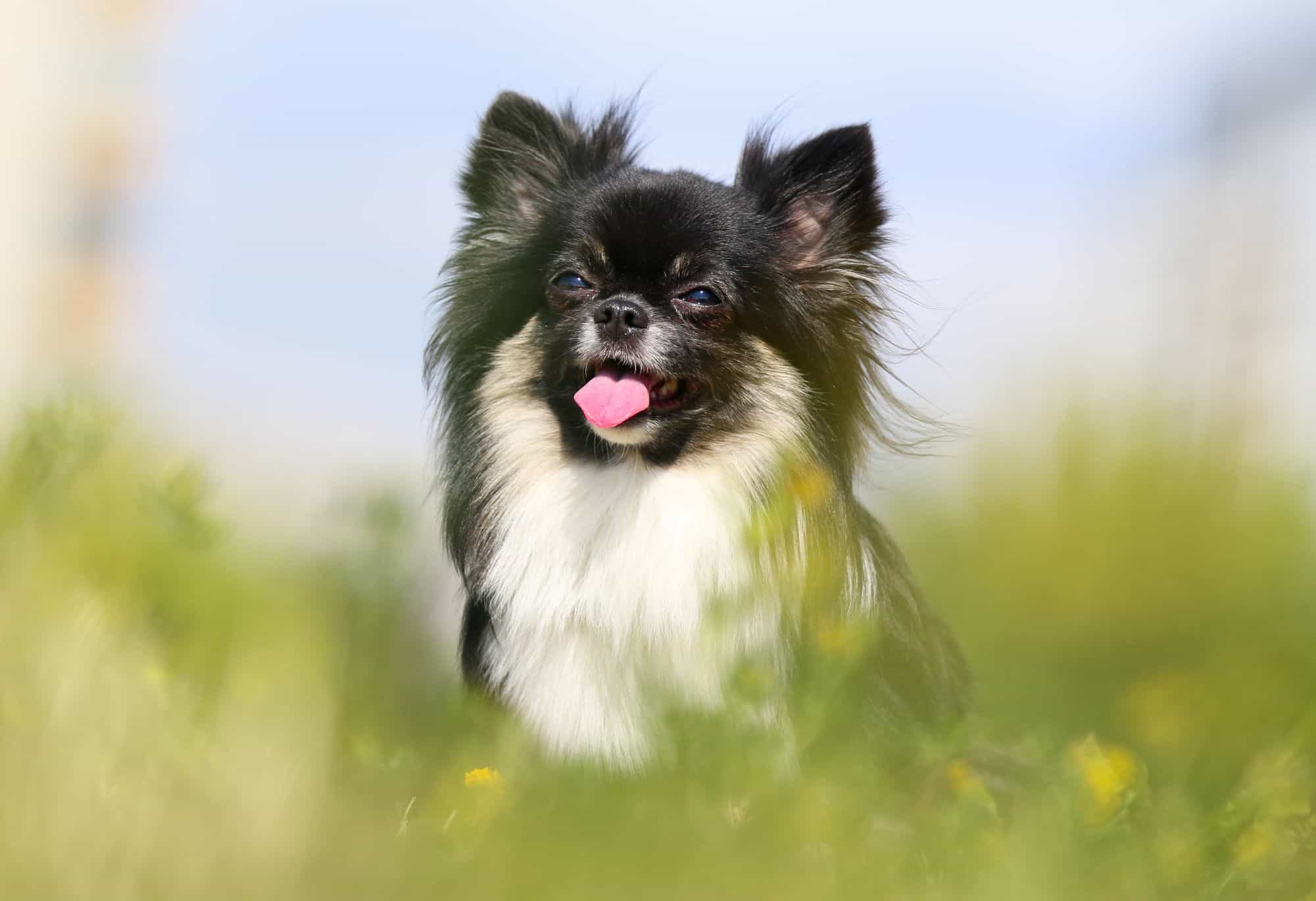64% das raças de cães ainda carregam genes dos lobos (até os chihuahuas)