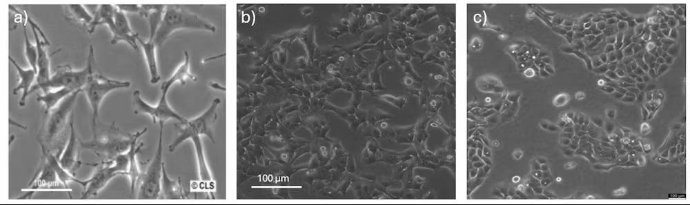 Nanopartículas apresentam baixa toxicidade em células; impactos em altas doses parecem ser físicos, não tóxicos.