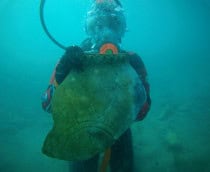 Mergulhador mostra pedra ligada à cidade submersa