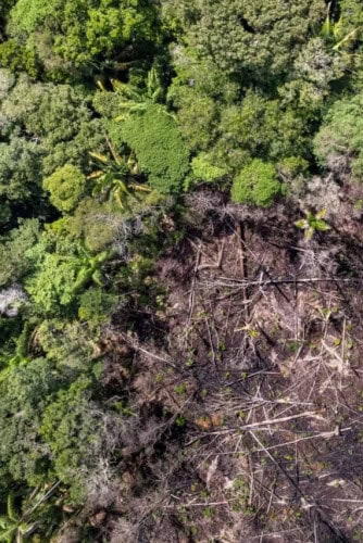 Capa - amazônia desmatamento