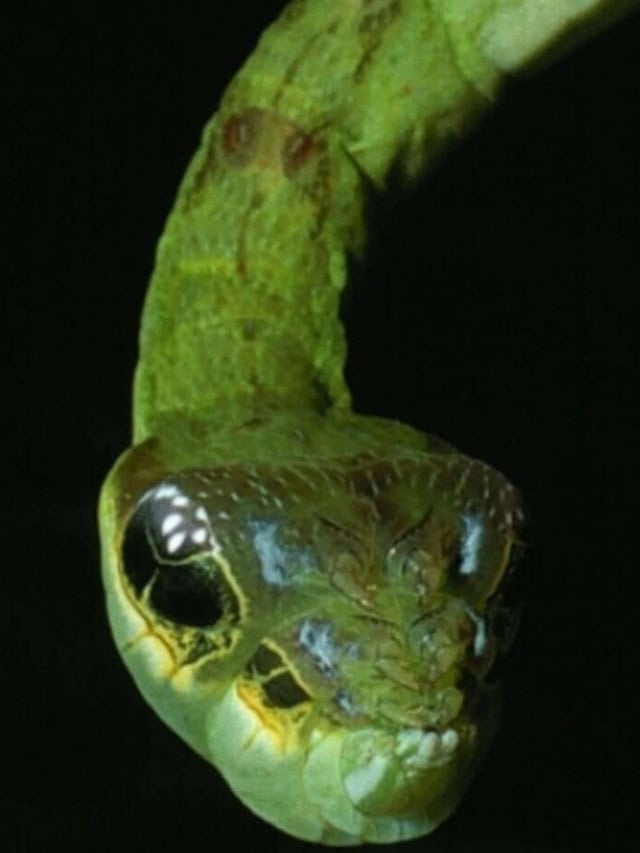 8 animais que enganam outros seres vivos para sobreviver