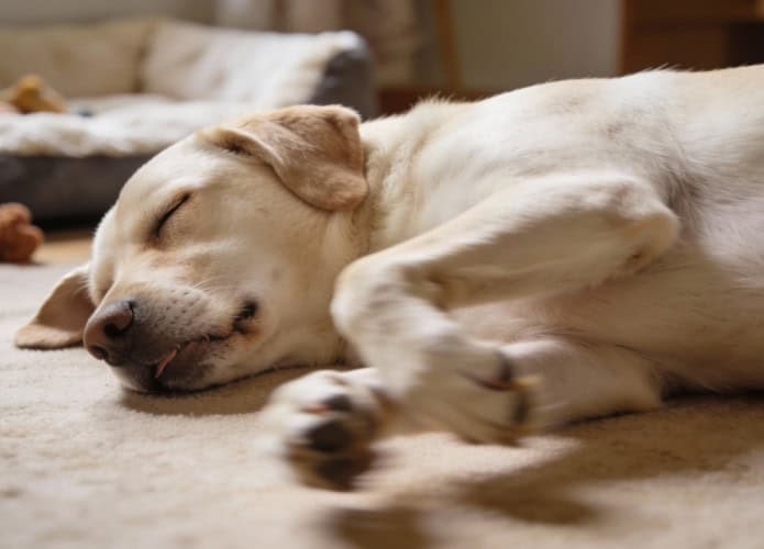 O que acontece no cérebro do cachorro quando ele corre dormindo