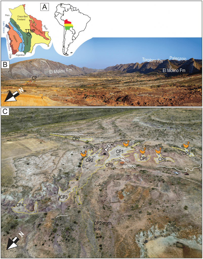 Mais exemplos de pegadas e marcas dos dinossauros
