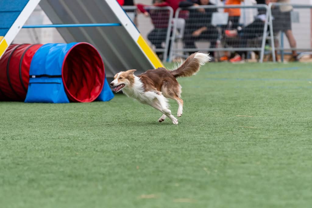 Imagem mostra um cachorro correndo em um curso de agilidade, mostrando velocidade e emoção em um ambiente de parque animado