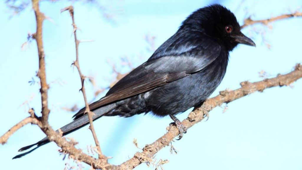 Drongo-de-cauda-forquilha /