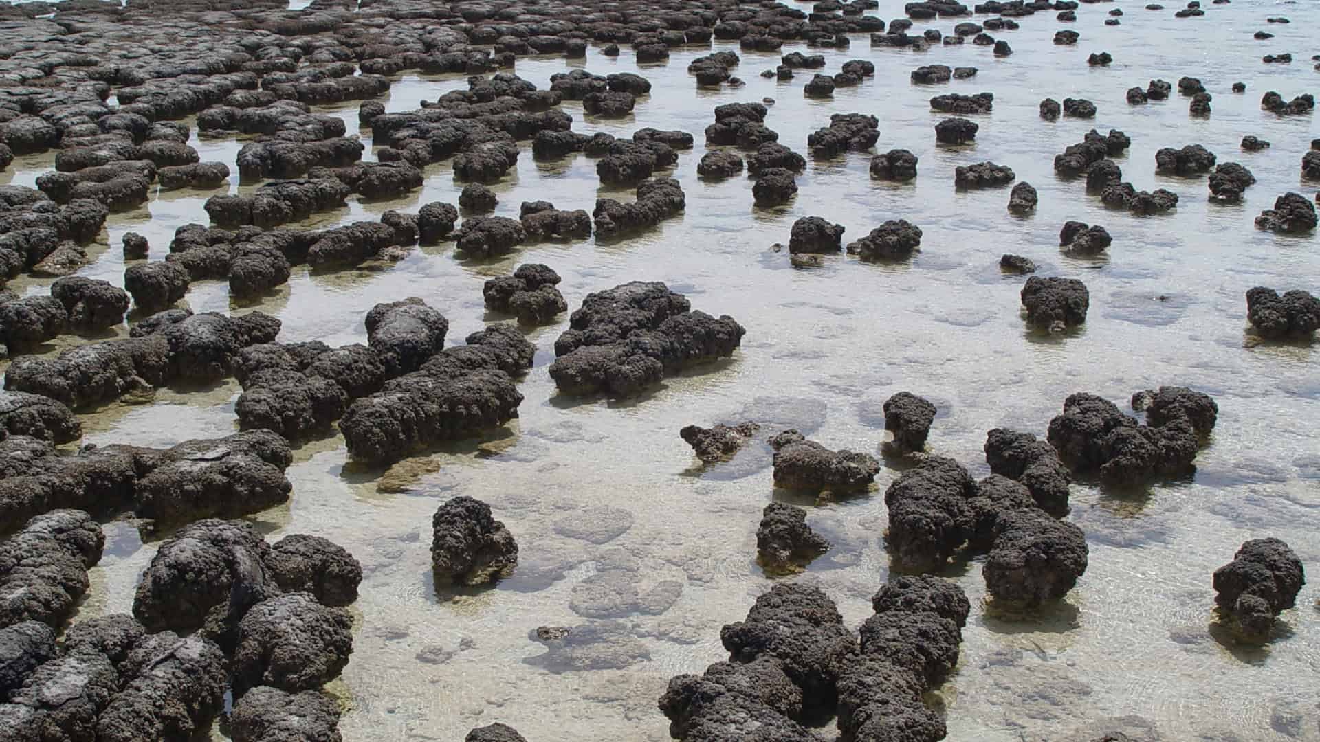 estromatolitos-1920x1080