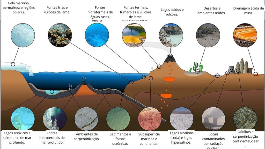 O que são animais extremófilos e como eles desafiam os limites da vida Quando pensamos em vida, geralmente imaginamos ambientes equilibrados, com água líquida e temperaturas amenas. Porém, a natureza desafia essa lógica. Existem organismos capazes não apenas de sobreviver, mas de prosperar em condições extremas, como fontes termais, o fundo dos oceanos e locais altamente ácidos, salinos ou radioativos. O que são animais extremófilos e como eles desafiam os limites da vida