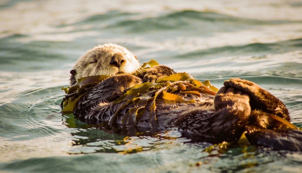 A estratégia fofa das lontras marinhas para não se perderem no oceano enquanto dormem