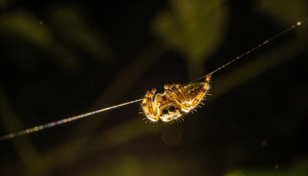 O fenômeno curioso das aranhas que parecem sonhar durante o sono profundo