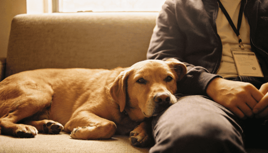 Como os cachorros reconhecem pelo cheiro se o dono está estressado, e tomam decisões para resolver isso